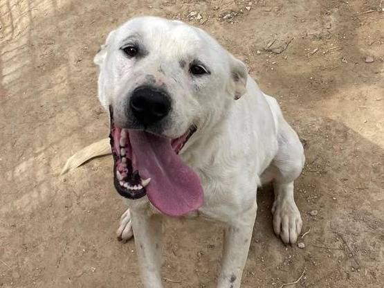 Adozione cane, femmina, Razza sconosciuta Razza sconosciuta, 3 anni e 3 mesi, taglia media, Barletta