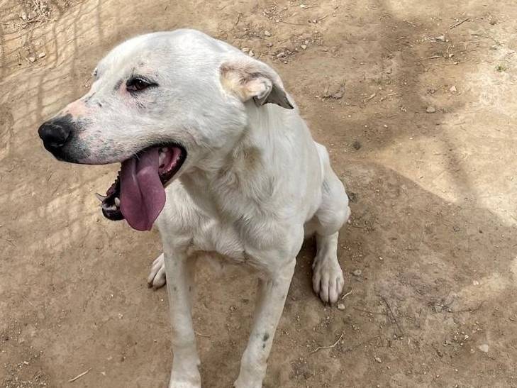 Adotta un cane, taglia media, femmina, Barletta