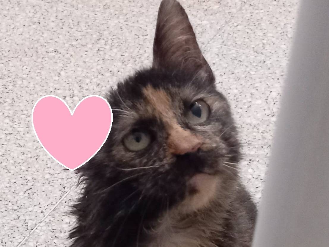 Adotta un gatto, taglia non valida, femmina, Barletta