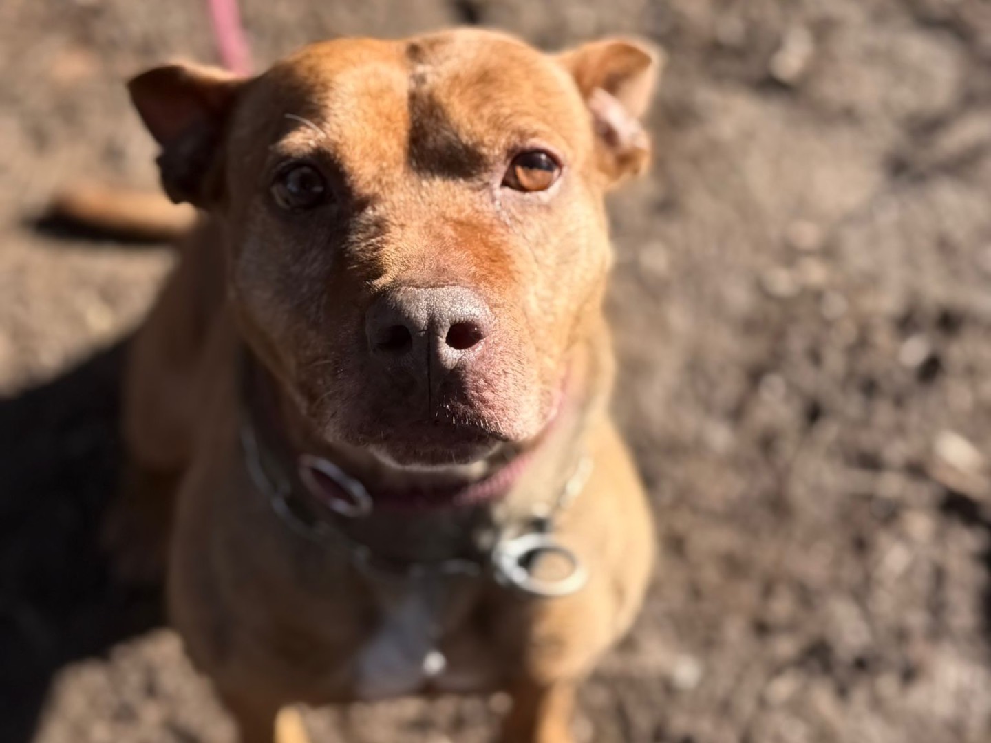 Adozione cane, femmina, Razza sconosciuta Razza sconosciuta, 8 anni e 6 mesi, taglia media, Milano