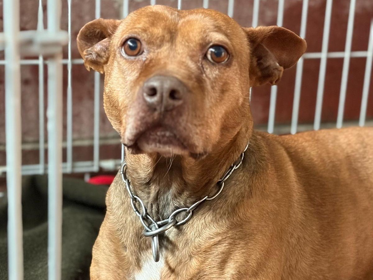 Adotta un cane, taglia media, femmina, Milano