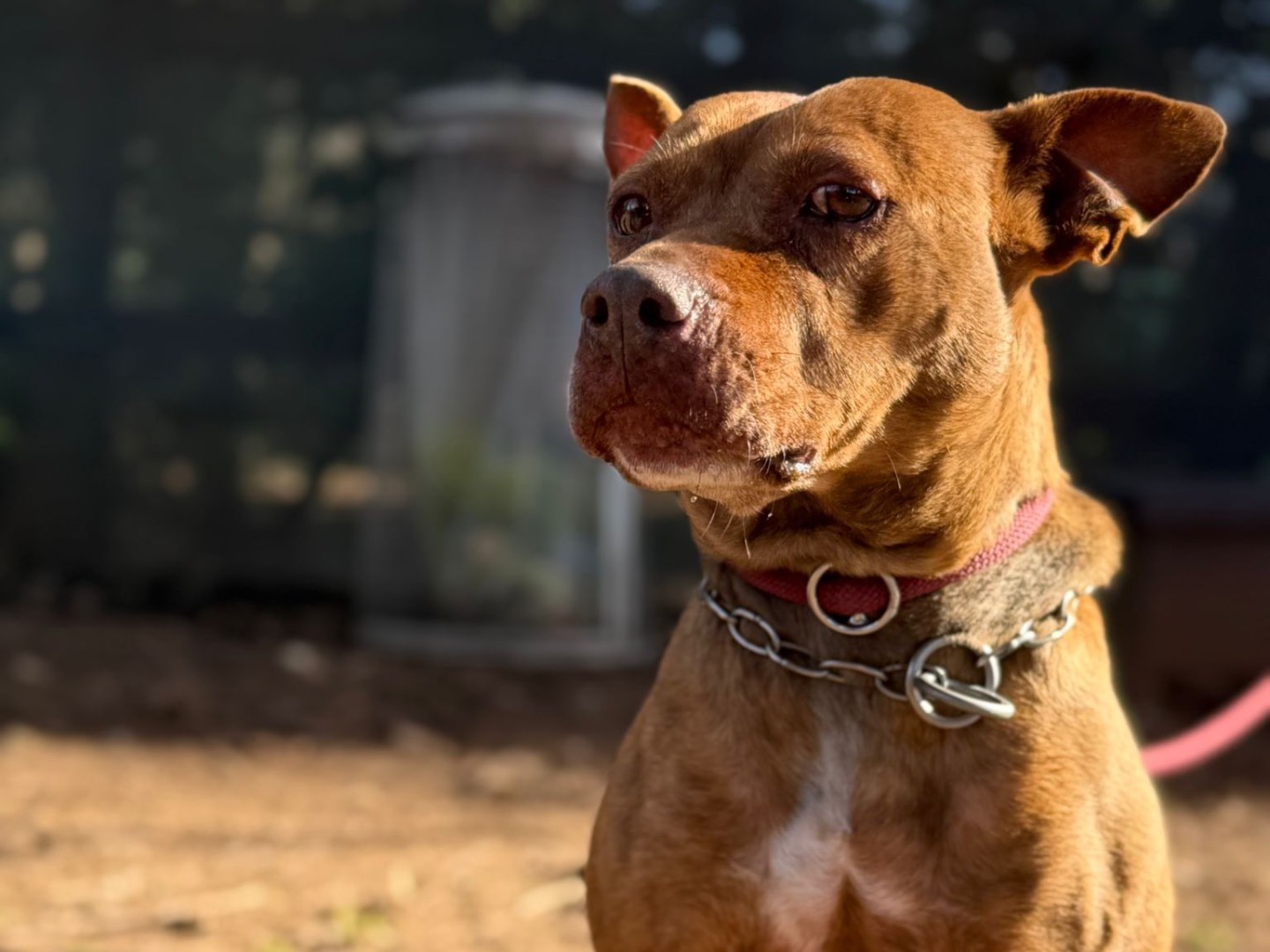 Vuoi adottare un cane a Milano?