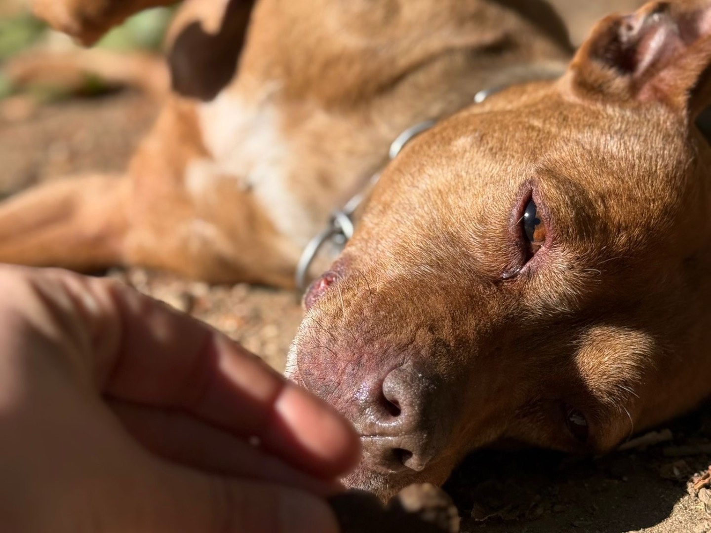 Adotta il cane Athena  a Milano