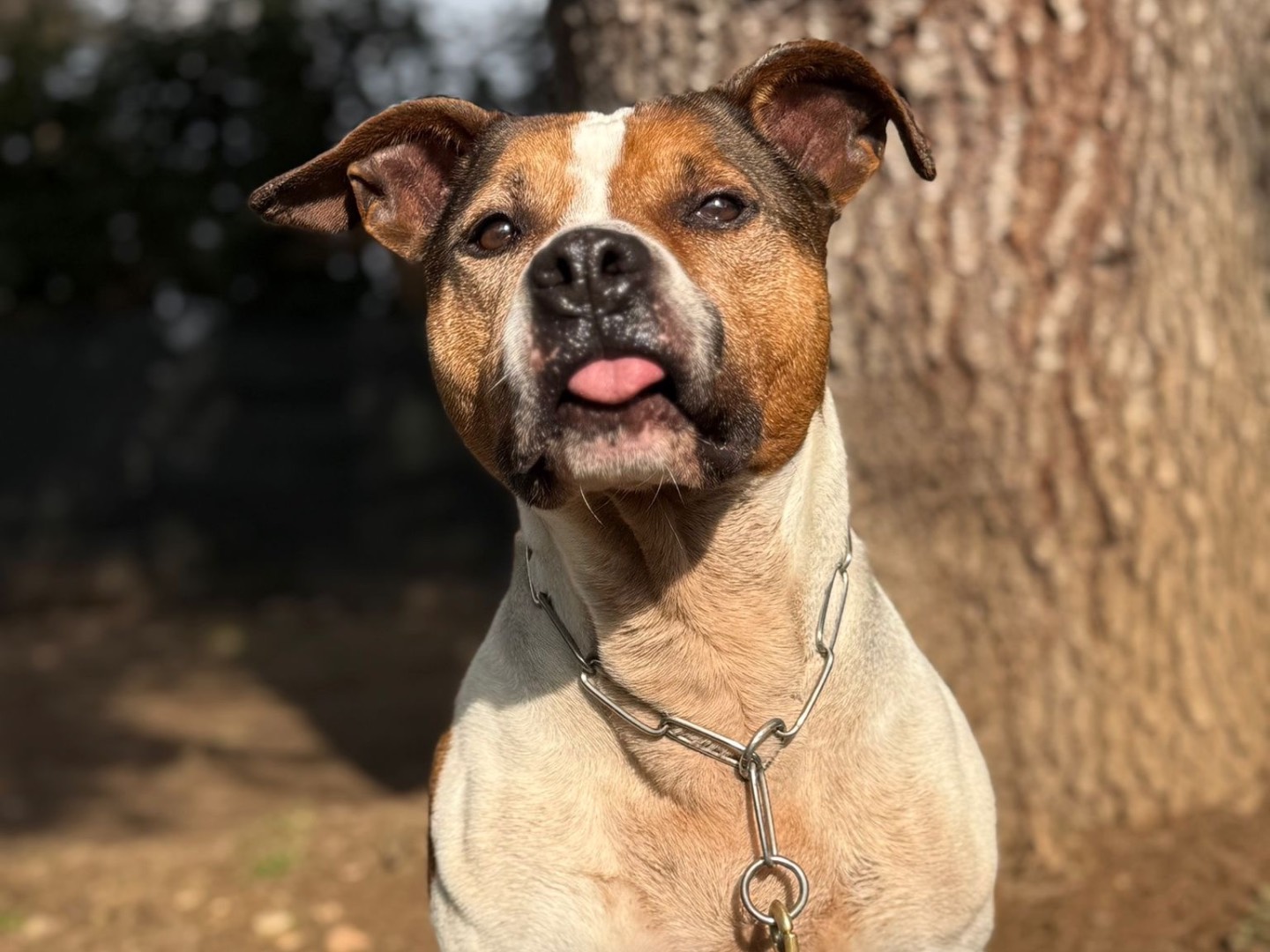 Adozione cane, femmina, Amstaff Razza sconosciuta, 11 anni e 6 mesi, taglia media, Milano
