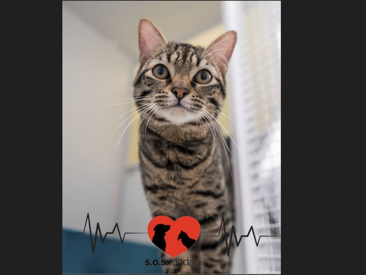 Adozione gatto, maschio, Razza sconosciuta Razza sconosciuta, 10 mesi, taglia non valida, Milano