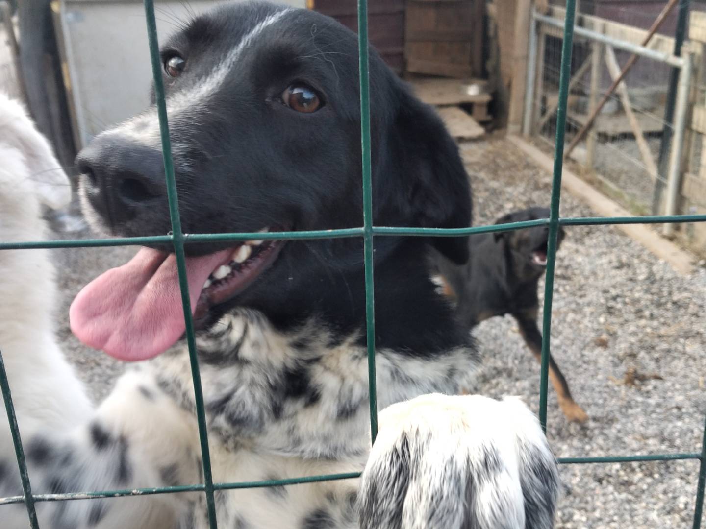 Adozione cane, femmina, Razza sconosciuta Razza sconosciuta, 1 anno e 1 mese, taglia media, Bologna