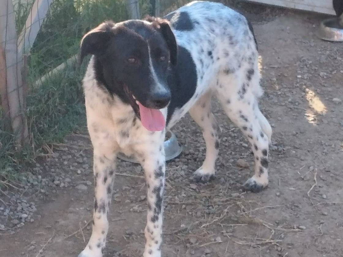 Adotta un cane, femmina, 1 anno e 1 mese, Bologna