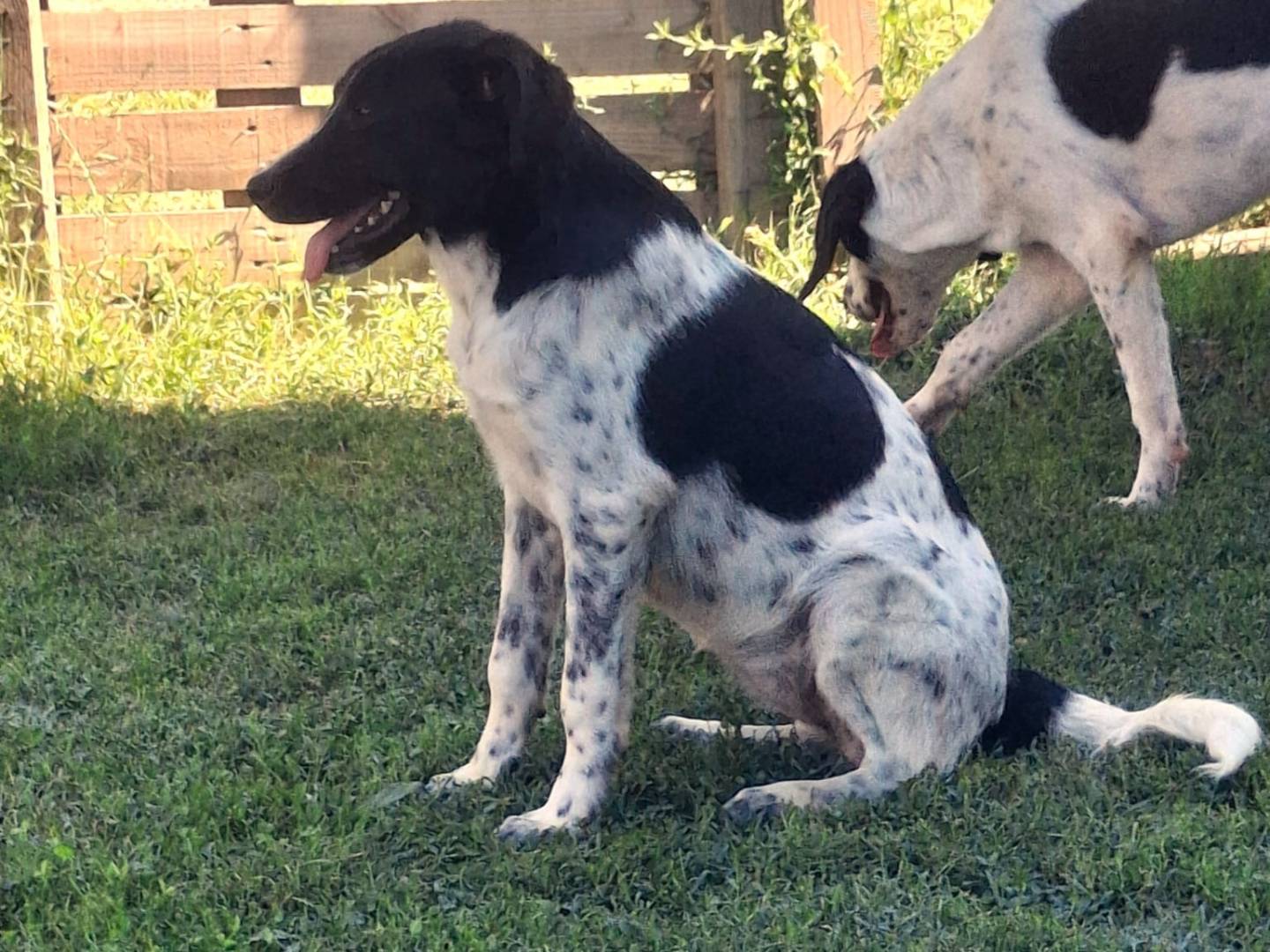 Adotta un cane, taglia media, femmina, Bologna