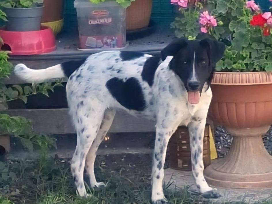 Vuoi adottare un cane a Bologna?