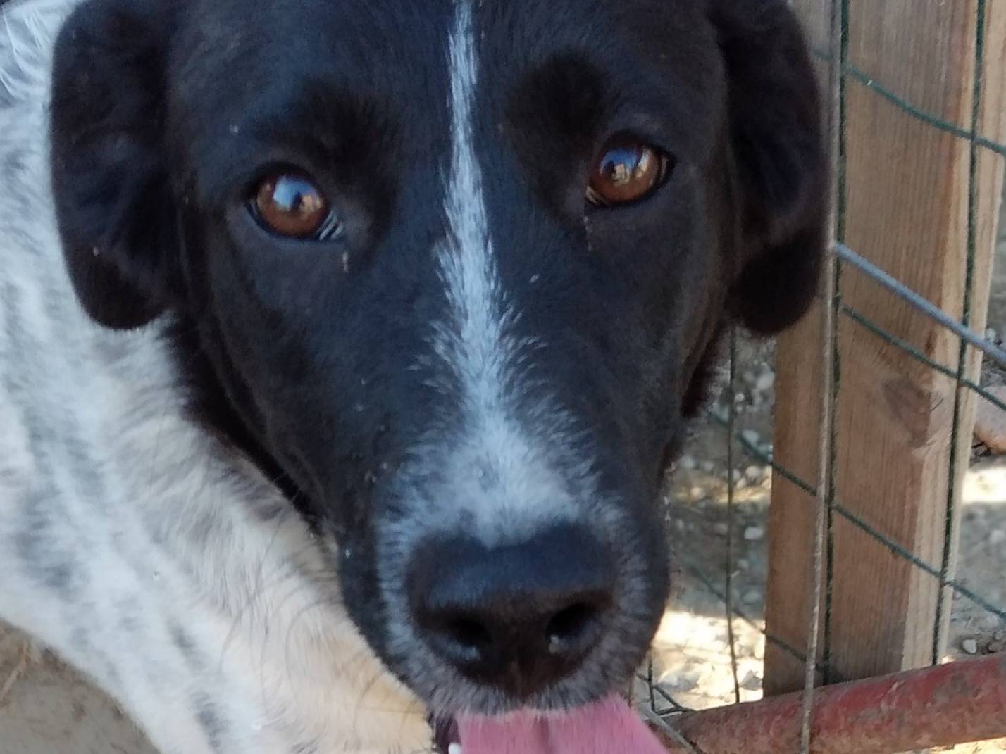 Adotta il cane NORA a Bologna