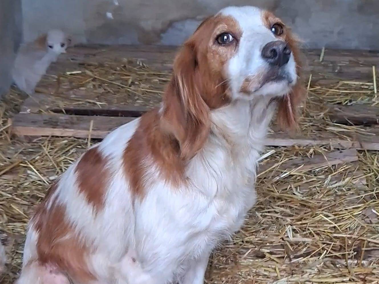 Adotta un cane, femmina, 2 anni e 1 mese, Bari