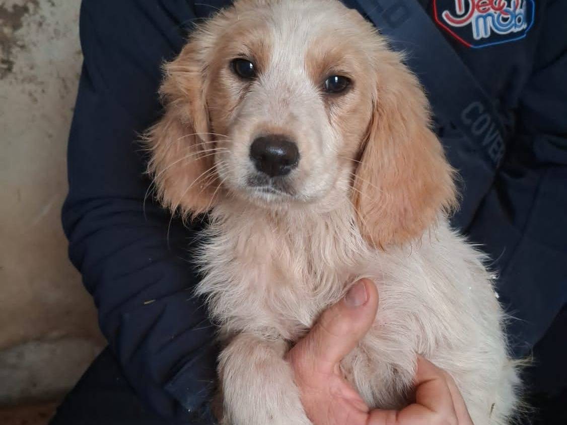 Adozione cane, femmina, Razza sconosciuta Razza sconosciuta, 3 mesi, taglia media contenuta, Bari