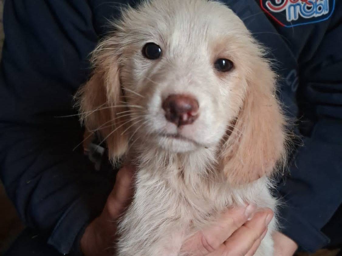 Adozione cane, femmina, Razza sconosciuta Razza sconosciuta, 3 mesi, taglia media contenuta, Bari