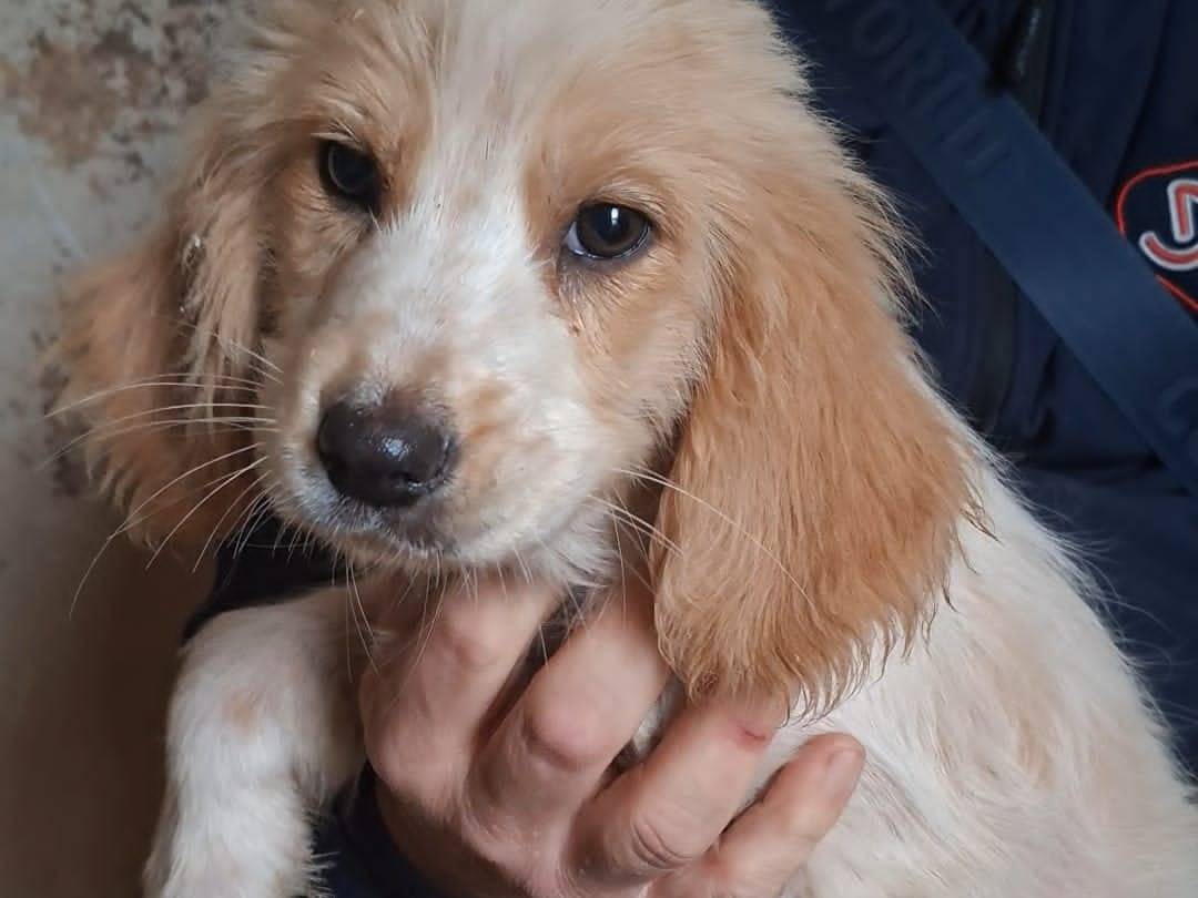 Adozione cane, maschio, Razza sconosciuta Razza sconosciuta, 3 mesi, taglia media contenuta, Bari