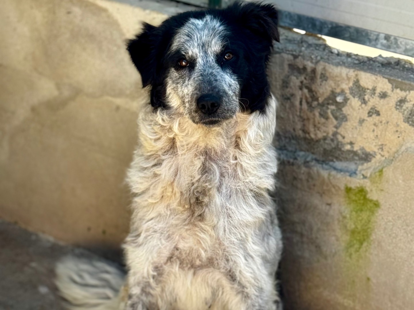 Adozione cane, femmina, Razza sconosciuta Border Collie, 3 anni, taglia media, Salerno