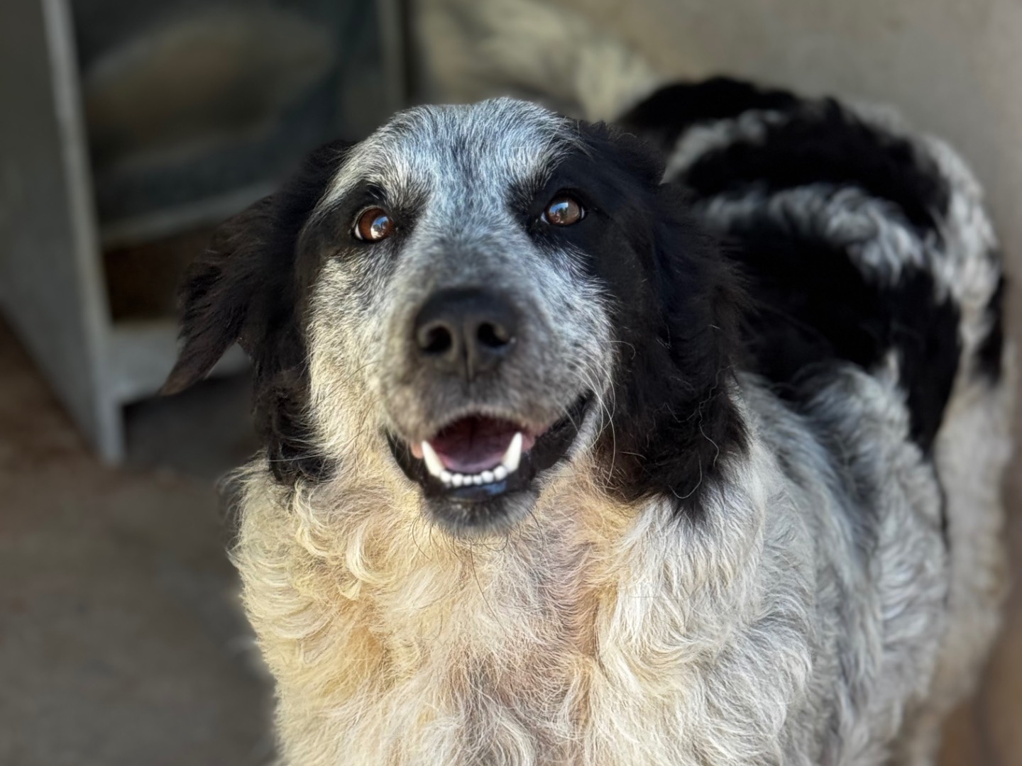 Adotta un cane, femmina, 3 anni, Salerno