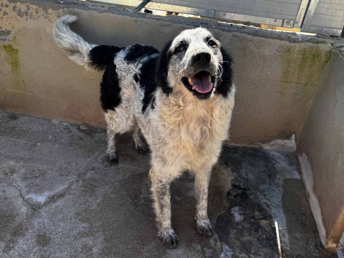 Adotta un cane, taglia media, femmina, Salerno