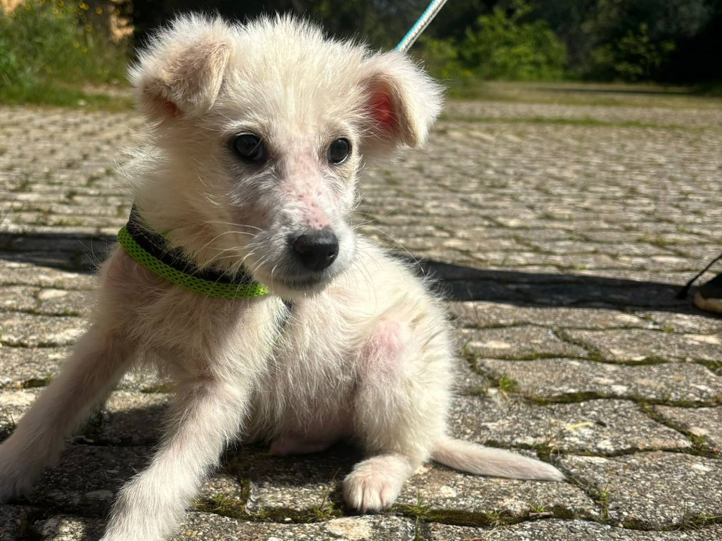 Adotta un cane, maschio, 2 mesi, Bari