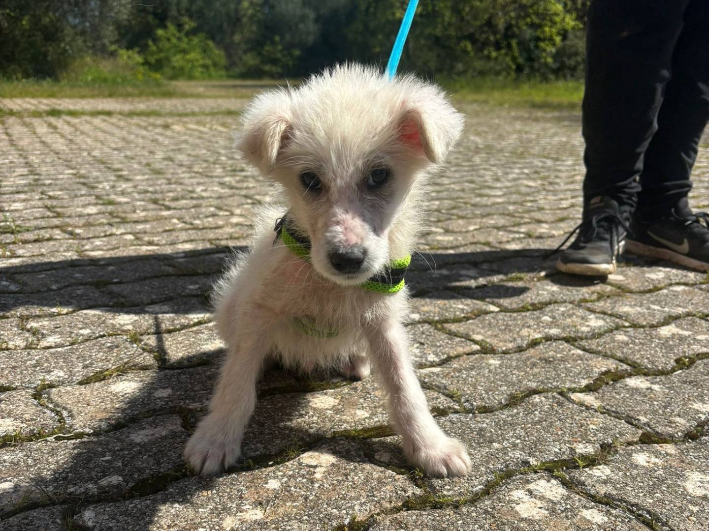 Adotta un cane, taglia media contenuta, maschio, Bari