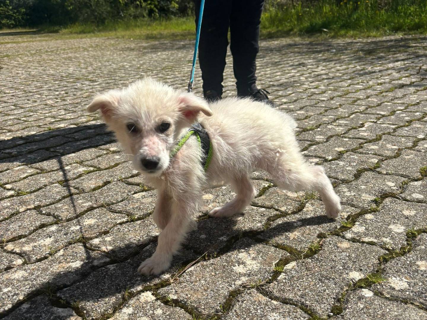 Vuoi adottare un cane a Bari?