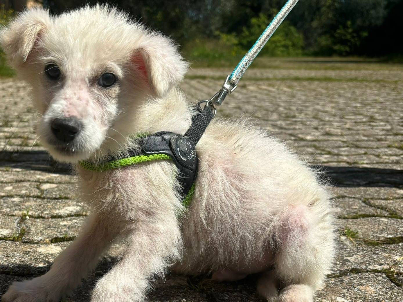 Adotta il cane Pepito a Bari