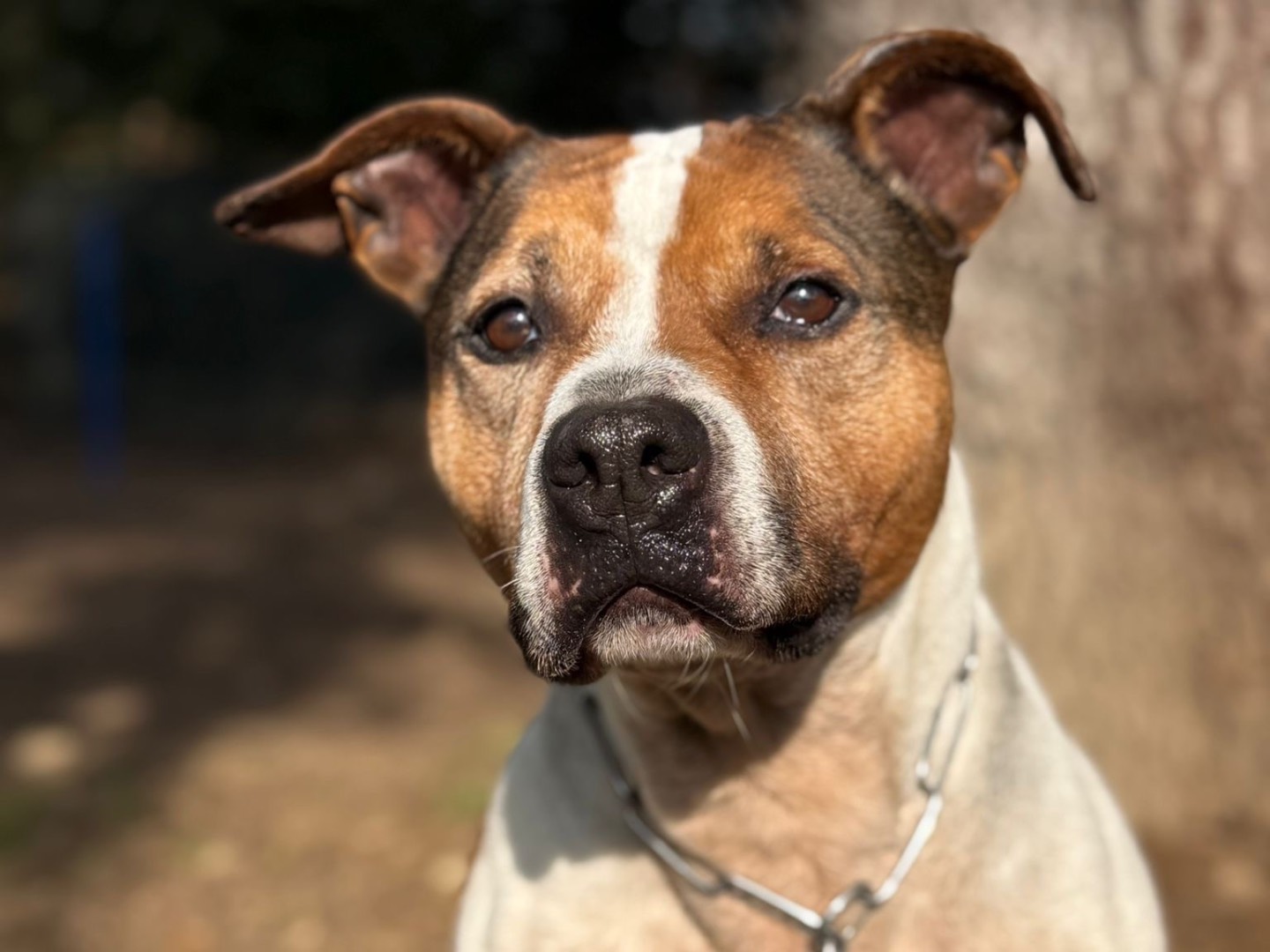 Adotta il cane Margot  a Milano
