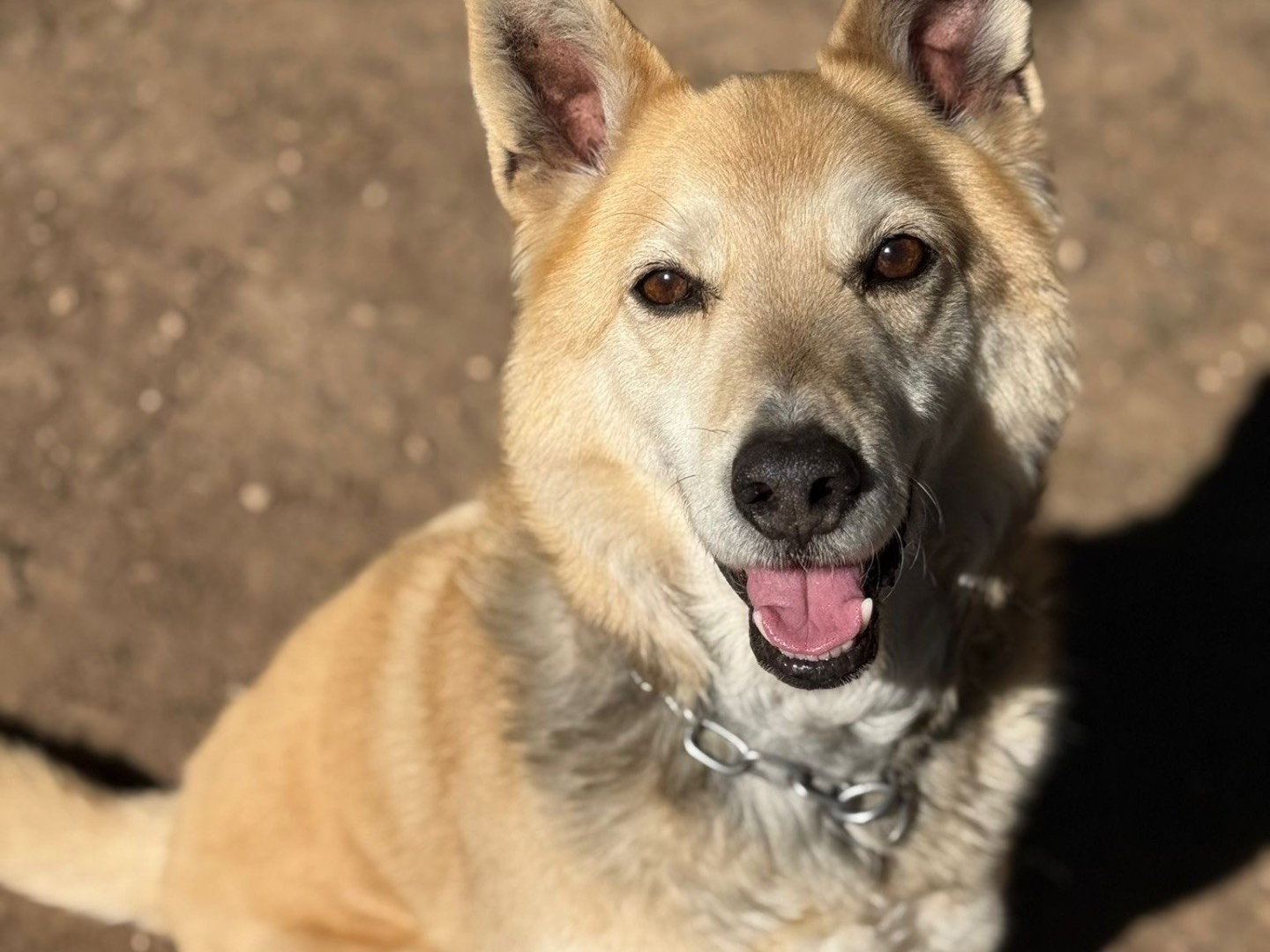 Adozione cane, maschio, Razza sconosciuta Razza sconosciuta, 11 anni e 3 mesi, taglia media, Milano
