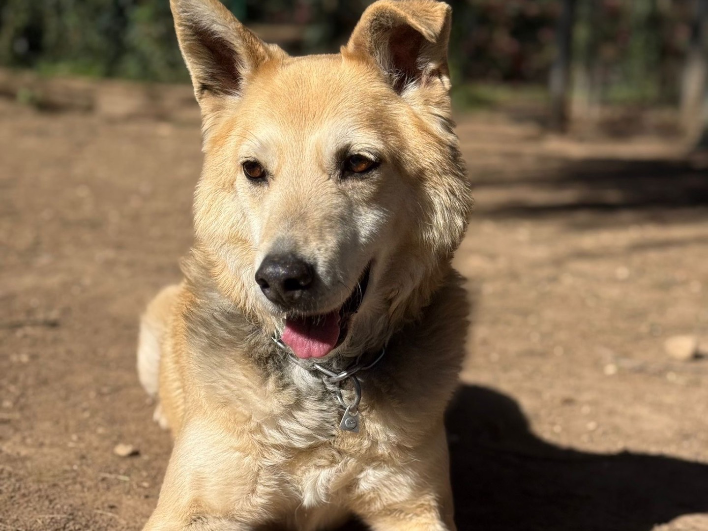 Adotta un cane, maschio, 11 anni e 3 mesi, Milano