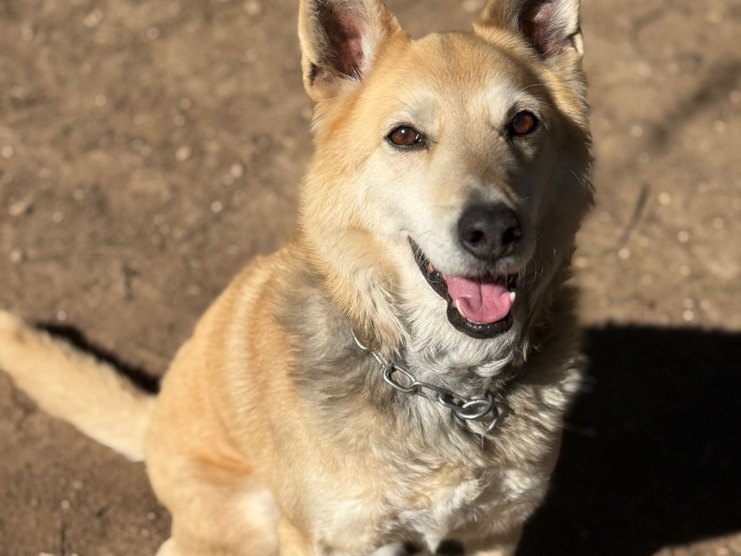 Adotta un cane, taglia media, maschio, Milano