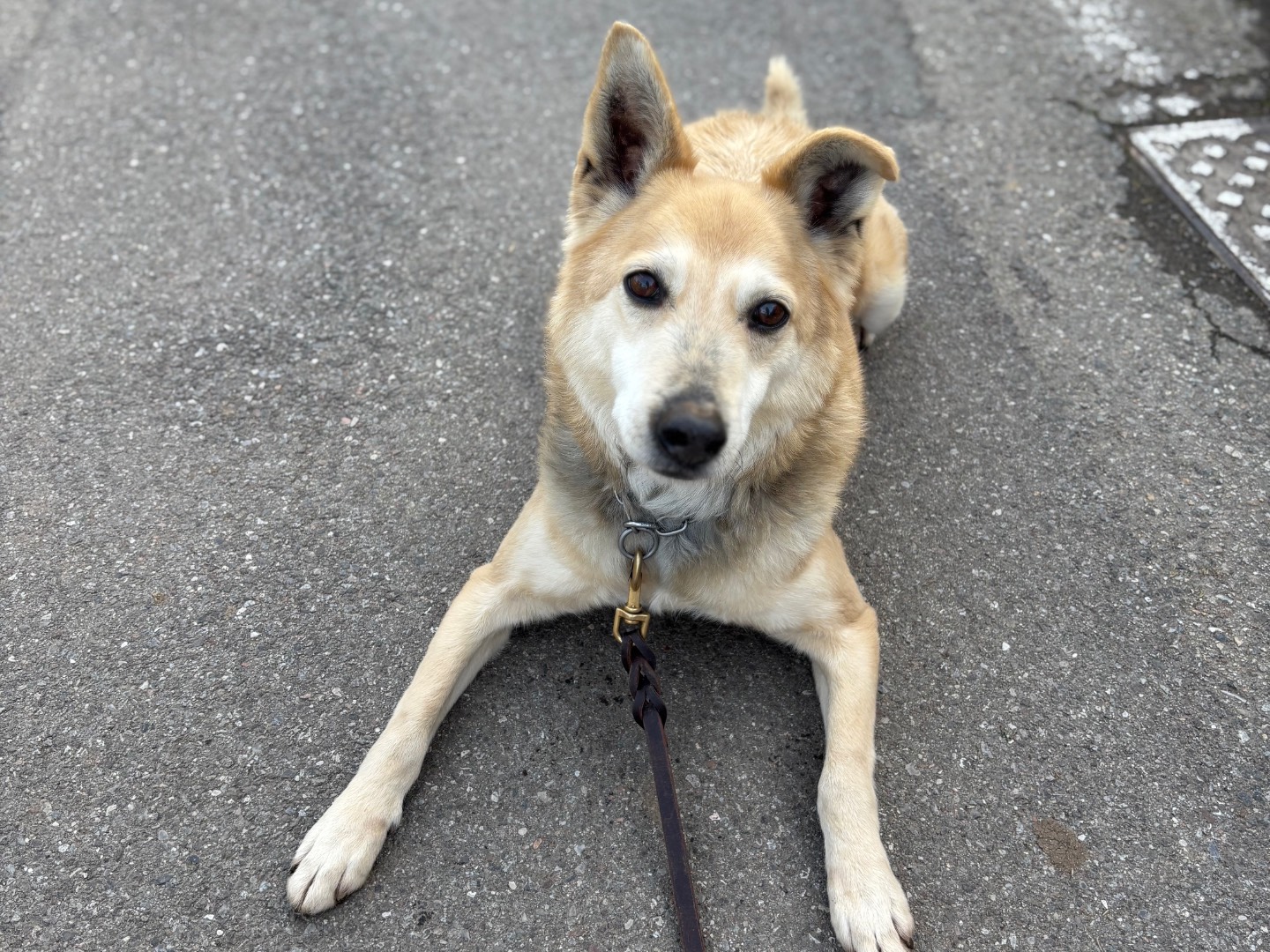 Adotta il cane Sebastian  a Milano