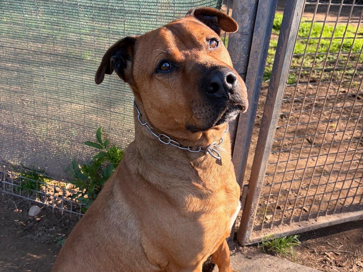 Adozione cane, maschio, Razza sconosciuta Razza sconosciuta, 7 anni e 11 mesi, taglia grande, Milano