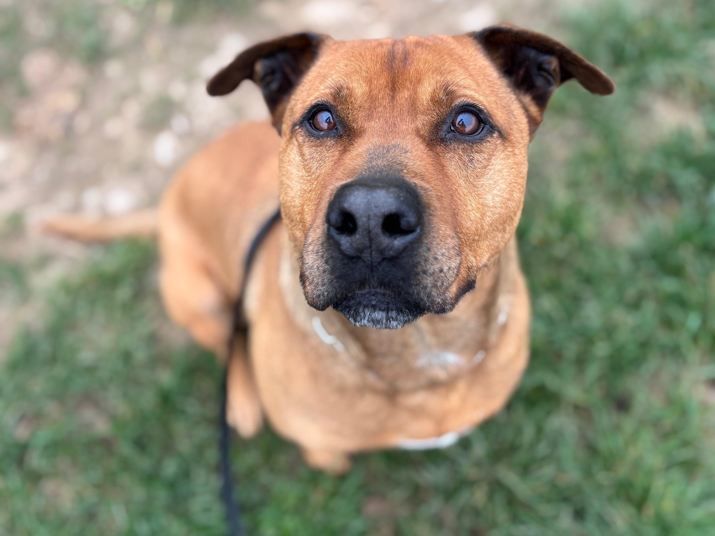 Adotta un cane, maschio, 7 anni e 11 mesi, Milano