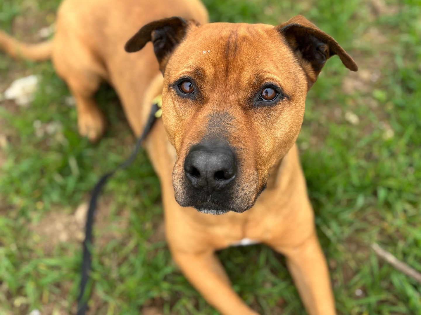 Adotta un cane, taglia grande, maschio, Milano