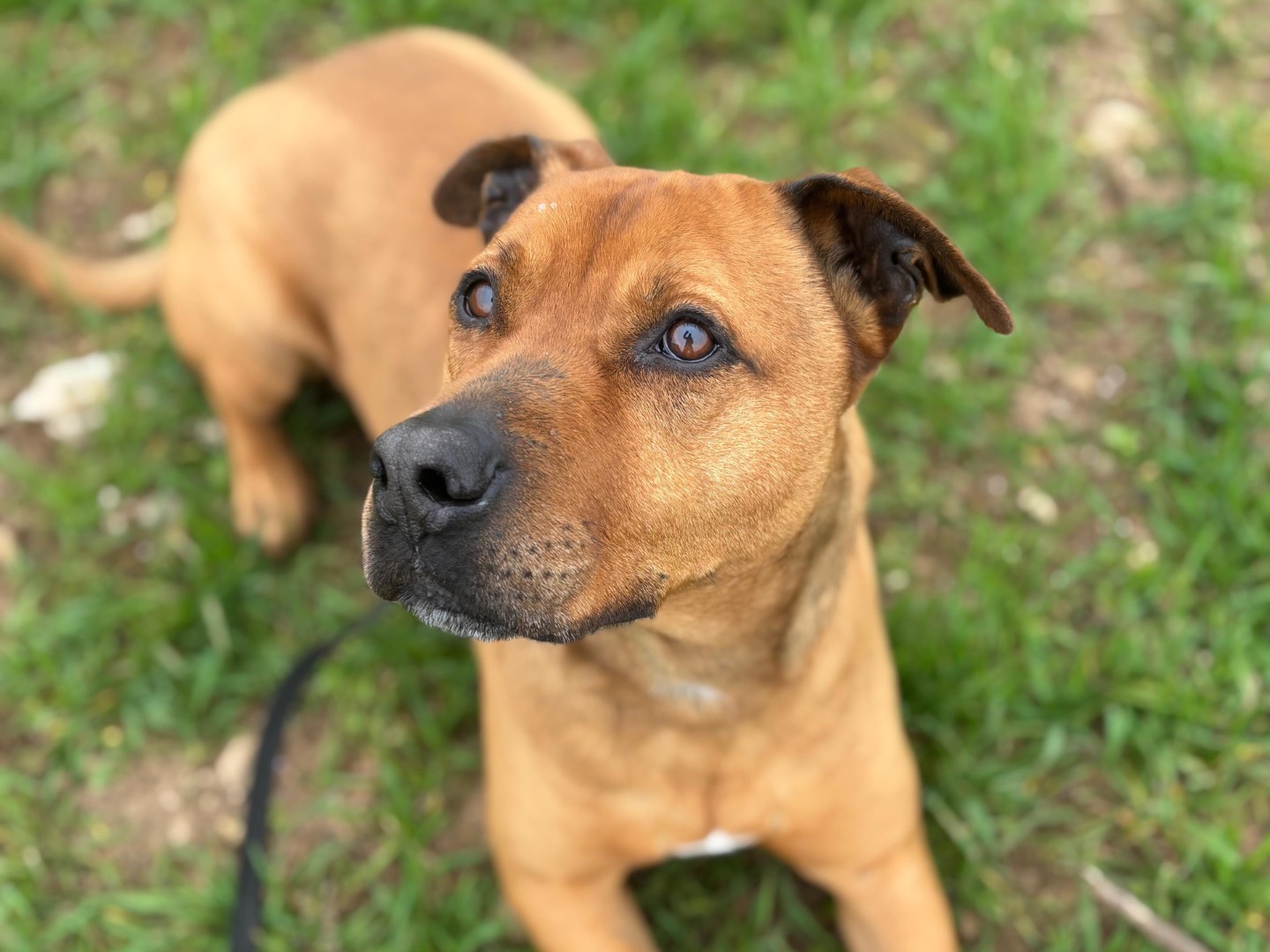 Adotta il cane Ciro  a Milano