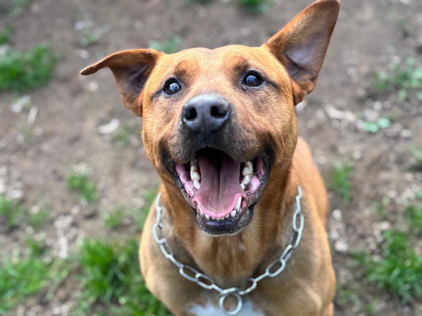 Adozione cane, maschio, Razza sconosciuta Razza sconosciuta, 7 anni e 2 mesi, taglia media, Milano