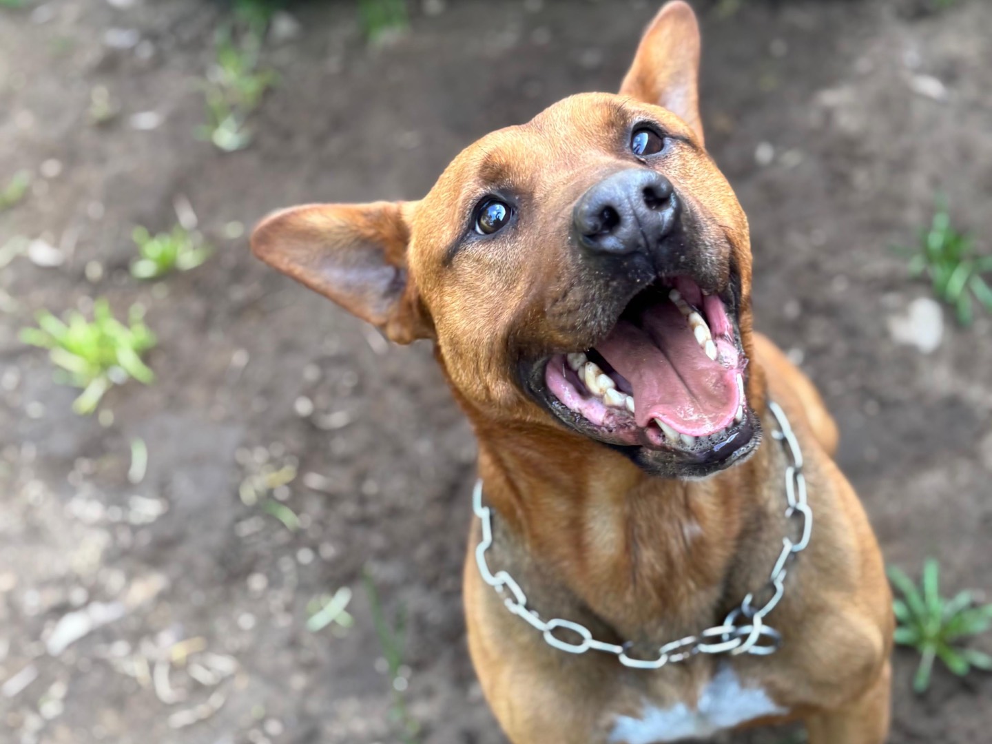 Adotta un cane, maschio, 7 anni e 2 mesi, Milano