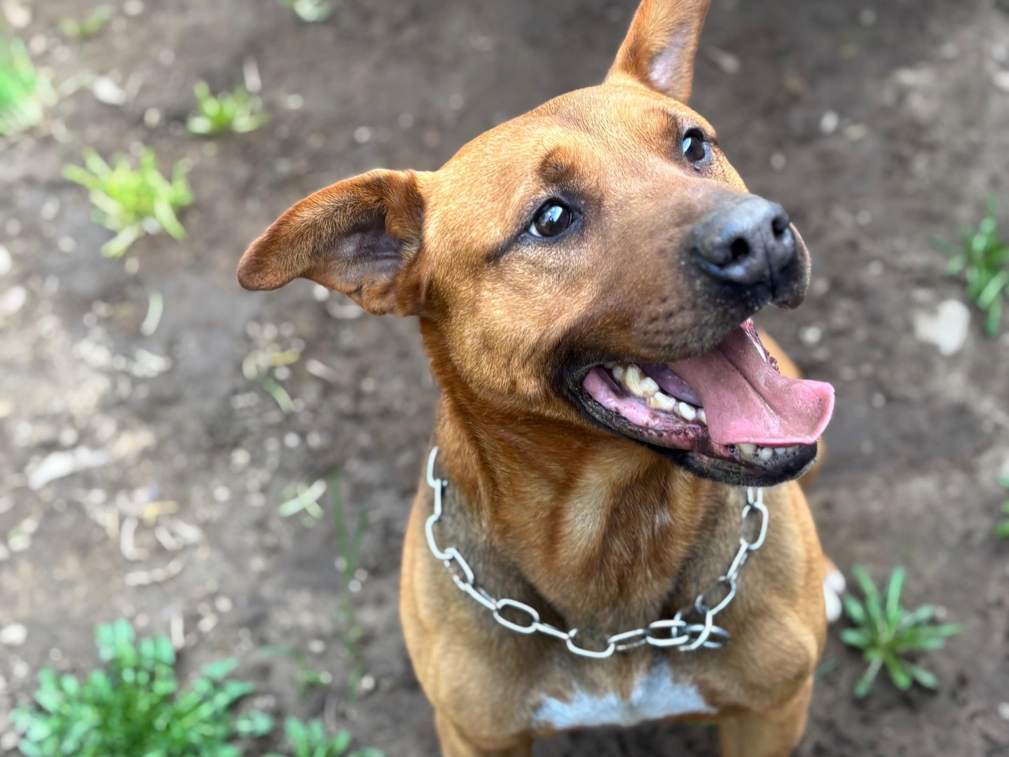 Adotta un cane, taglia media, maschio, Milano
