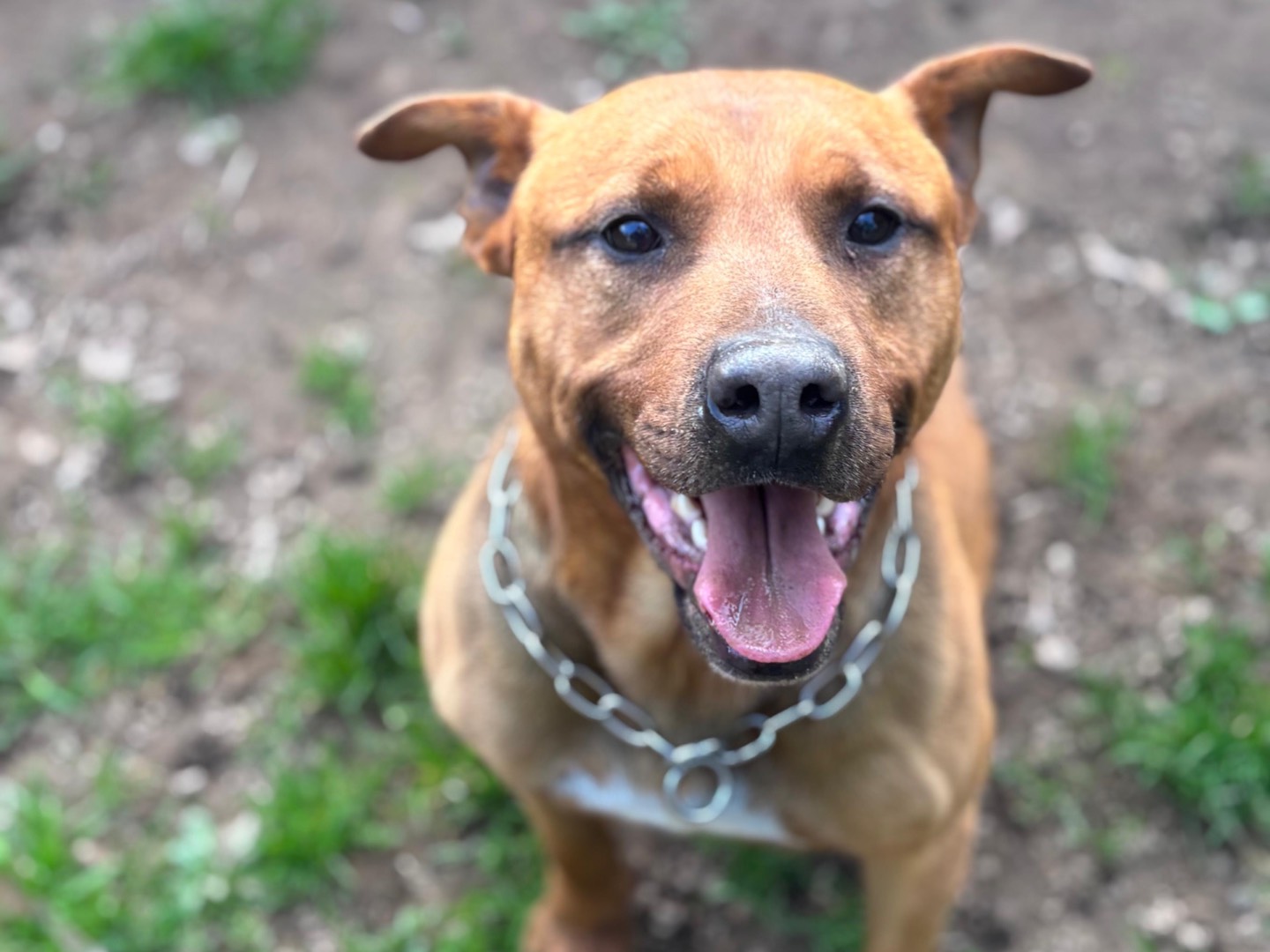 Vuoi adottare un cane a Milano?