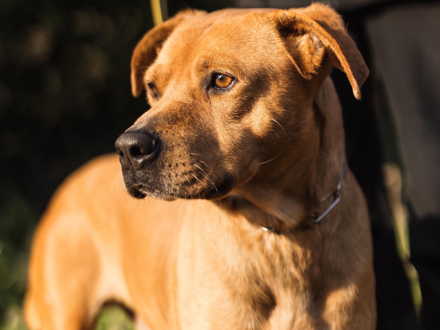 Adozione cane, maschio, Razza sconosciuta Razza sconosciuta, 4 anni e 6 mesi, taglia media, Milano