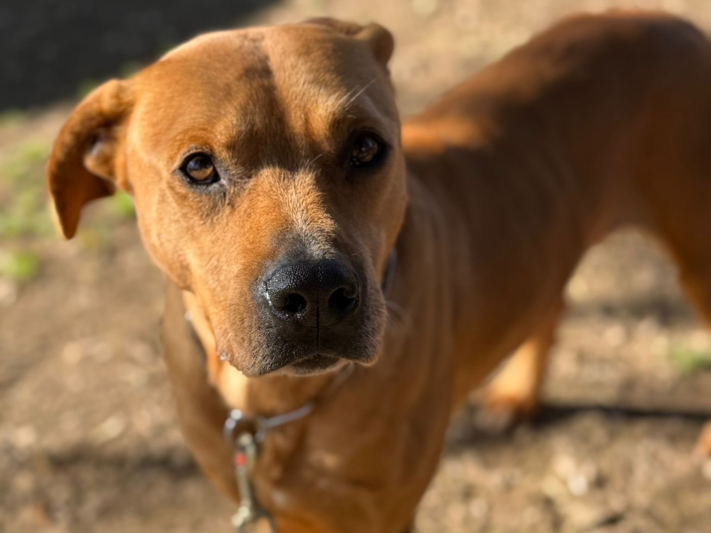 Adotta un cane, maschio, 4 anni e 6 mesi, Milano