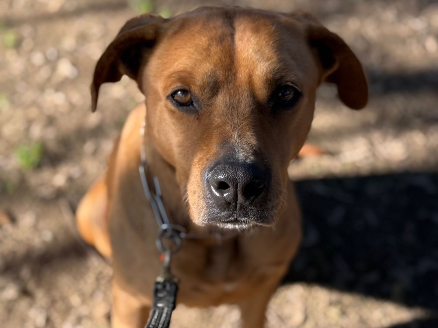 Adotta un cane, taglia media, maschio, Milano