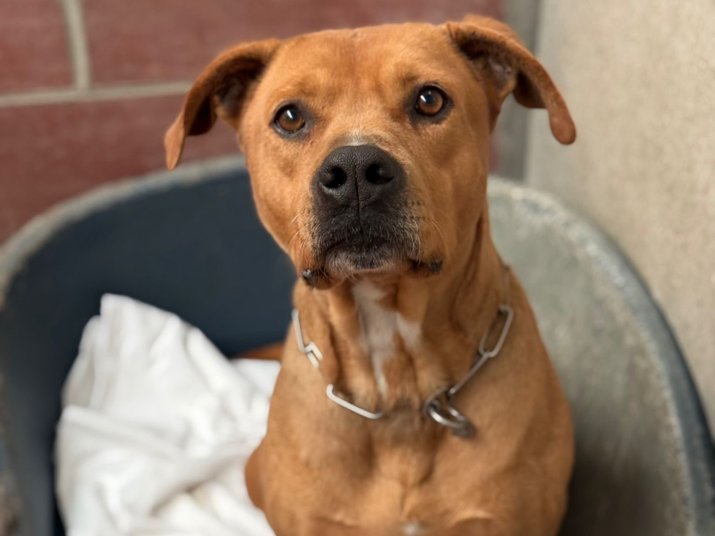 Vuoi adottare un cane a Milano?