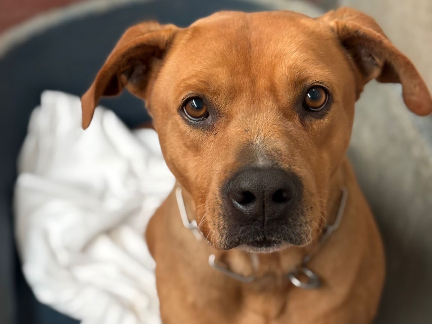 Adotta il cane Gaspare a Milano