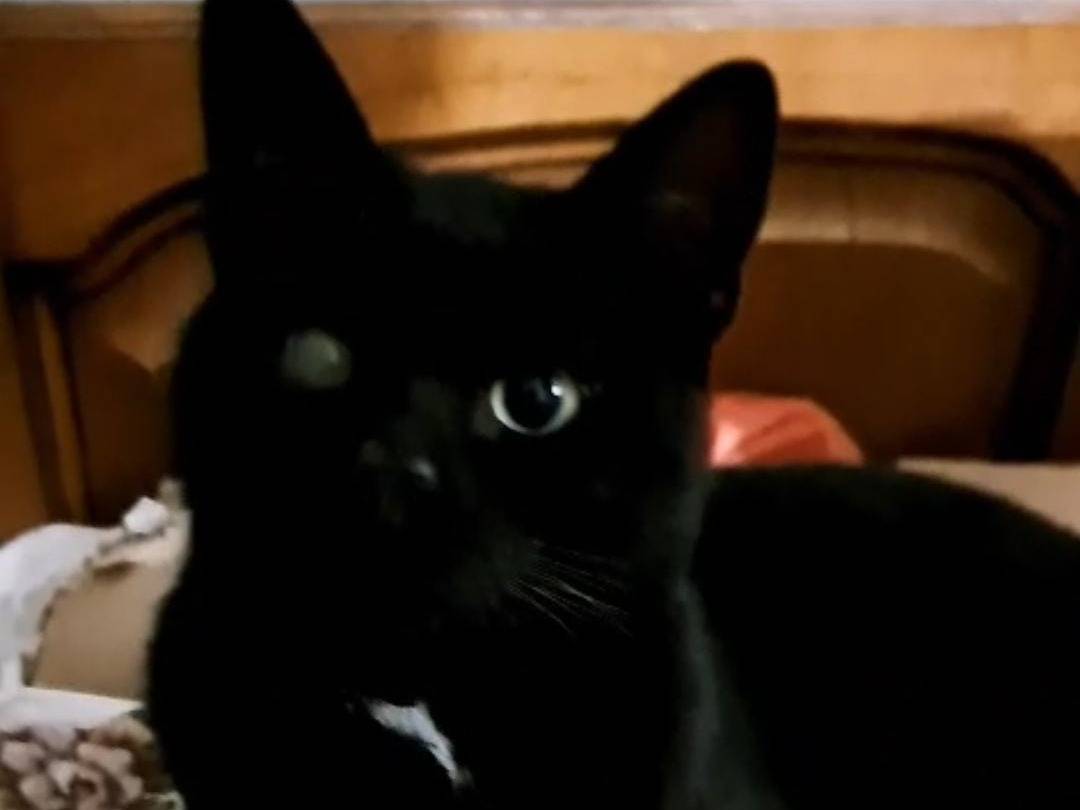 Adozione gatto, maschio, Razza sconosciuta Razza sconosciuta, 3 anni e 3 mesi, taglia non valida, Monza