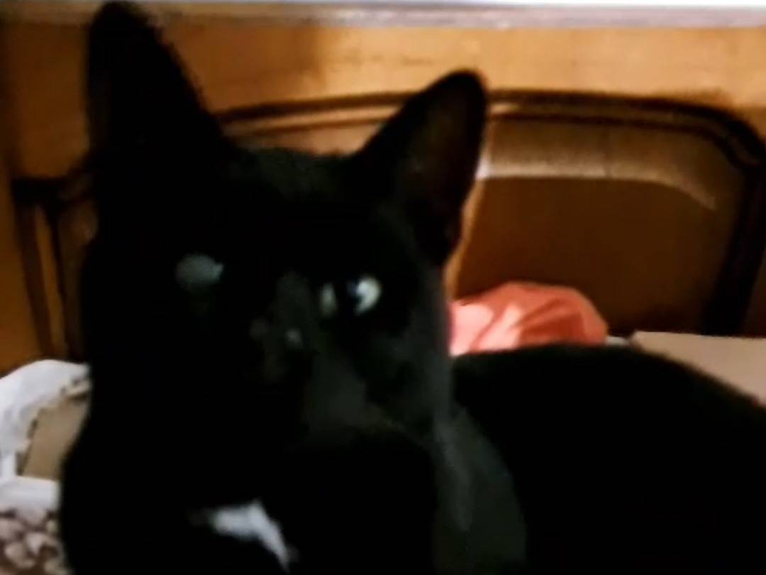 Adotta un gatto, maschio, 3 anni e 3 mesi, Monza