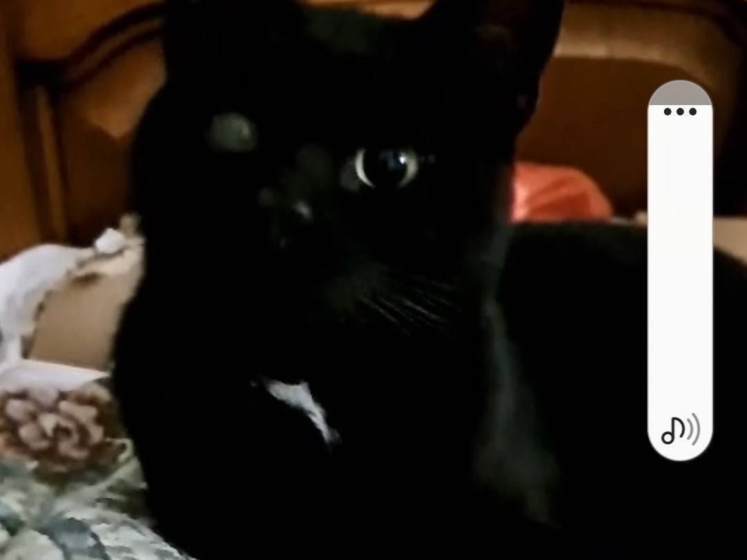 Adotta un gatto, taglia non valida, maschio, Monza