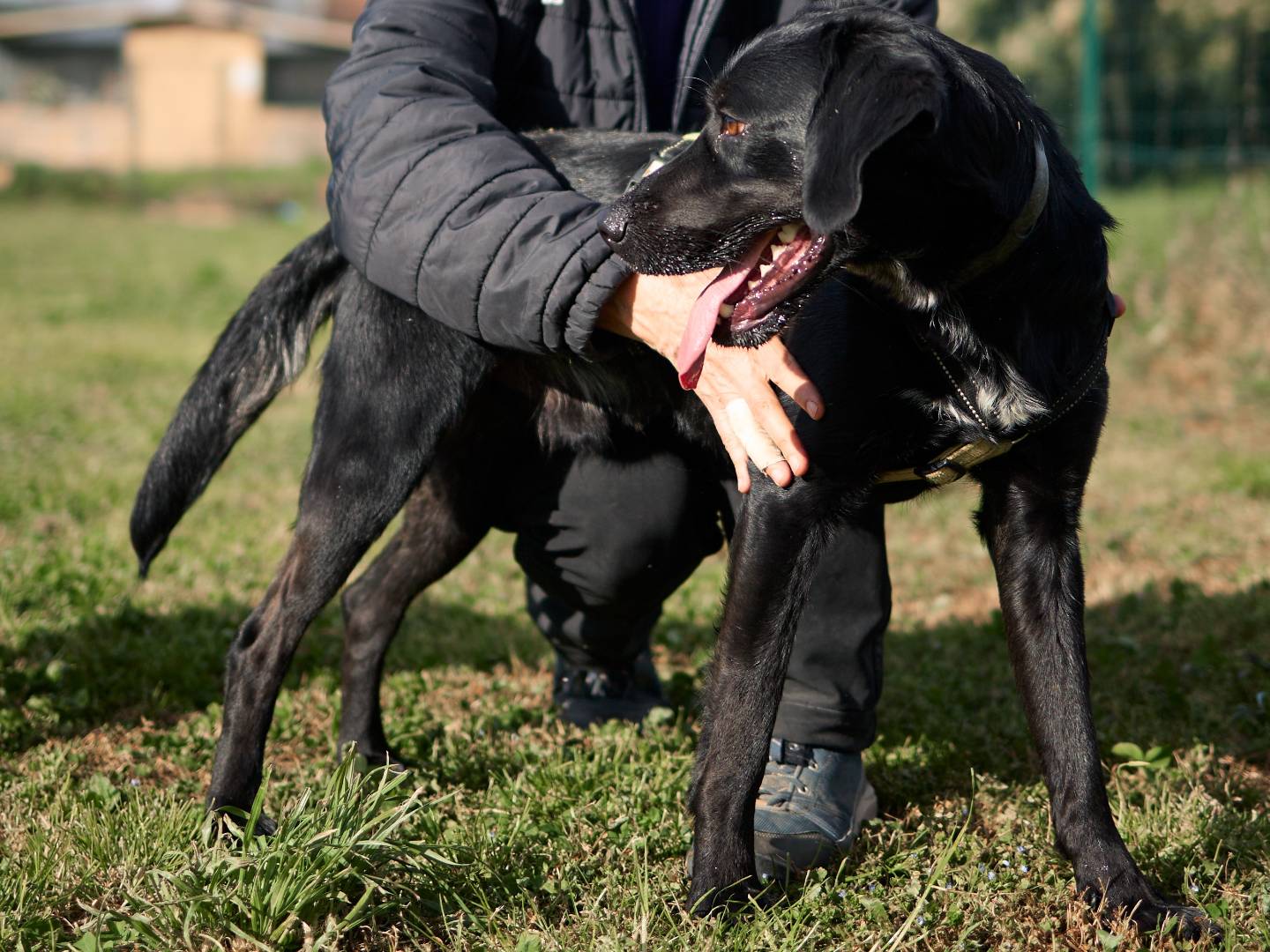 Vuoi adottare un cane a Milano?