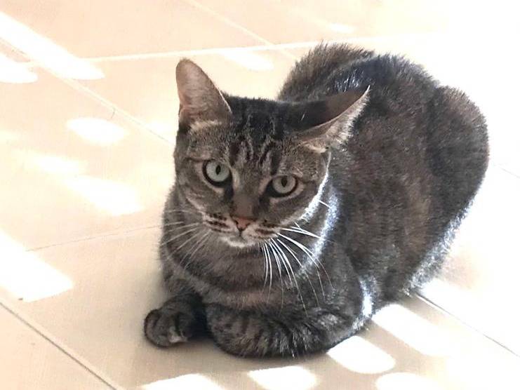 Adozione gatto, femmina, Razza sconosciuta Razza sconosciuta, 5 anni e 2 mesi, taglia non valida, Barletta