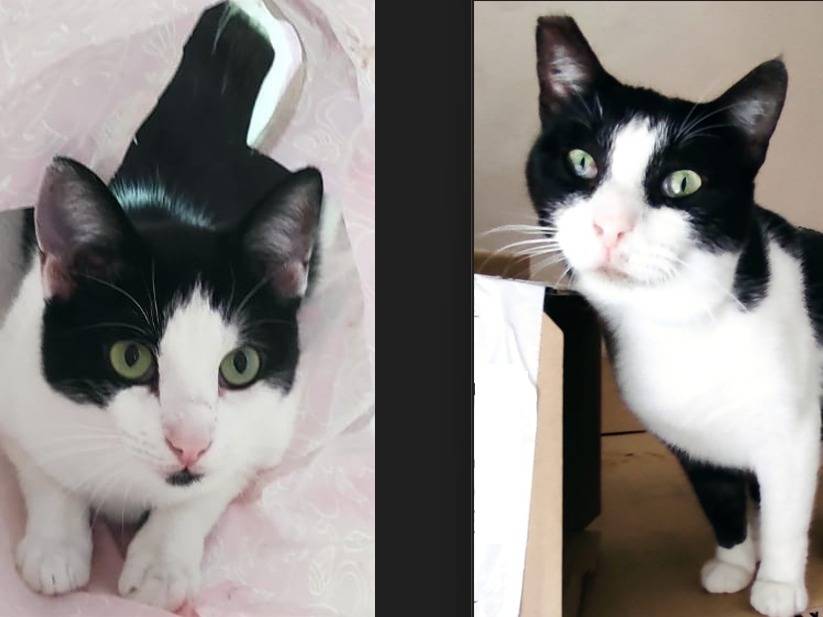 Adozione gatto, maschio, Razza sconosciuta Razza sconosciuta, 2 anni e 3 mesi, taglia non valida, Barletta