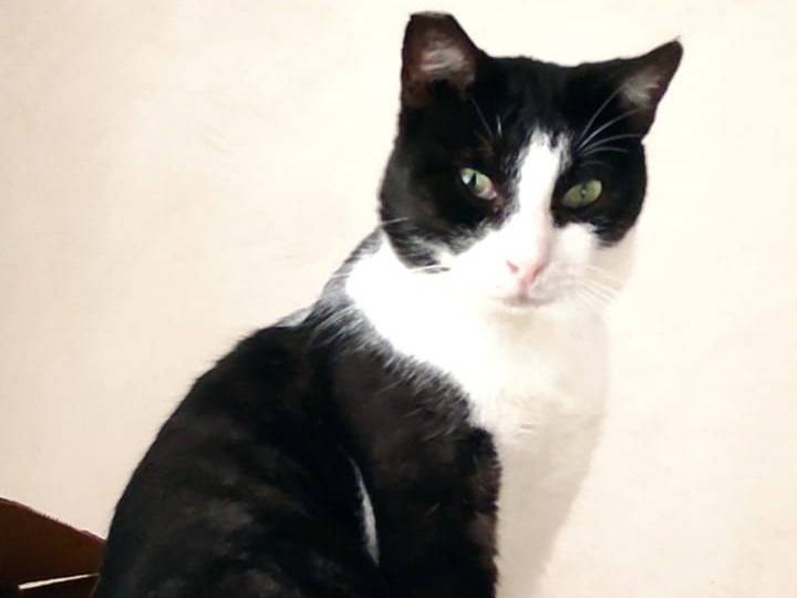 Adotta un gatto, maschio, 2 anni e 3 mesi, Barletta